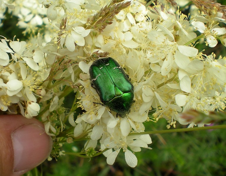 Cetonia aurata (con variazione cromatica) e Protaetia morio